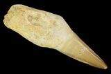 Fossil Rooted Mosasaur (Eremiasaurus) Tooth - Morocco #117065-1